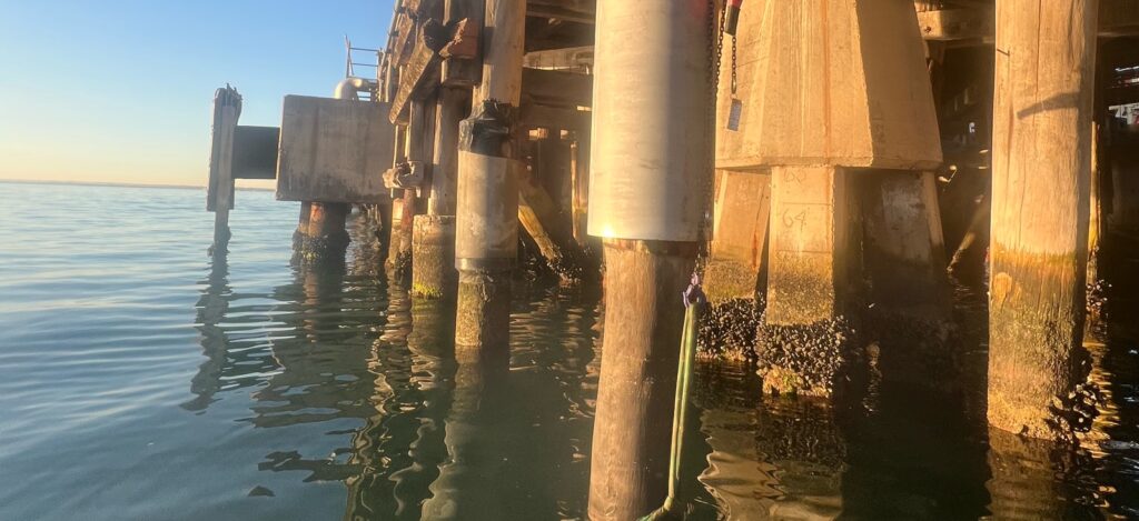 Timber wharf piles at the waterline